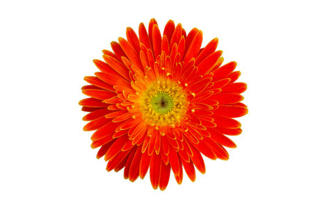Orange flowers on a white background, isolateの写真素材