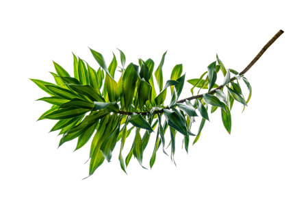 Fragrant Dracaena Tree Dracaena fragrans white backgroundの写真素材