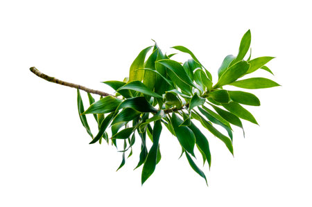 Fragrant Dracaena Tree Dracaena fragrans white backgroundの写真素材
