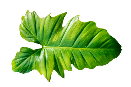 Philodendron Golden Dragon plant on white background, isolateの写真素材