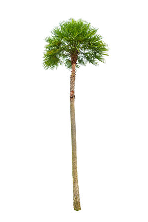 Palm tree wood gardening white background Isolatesの写真素材