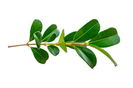 leaf vine isolates on a white backgroundの写真素材