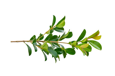 leaf vine isolates on a white backgroundの写真素材