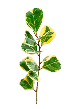 leaf vine isolates on a white backgroundの写真素材