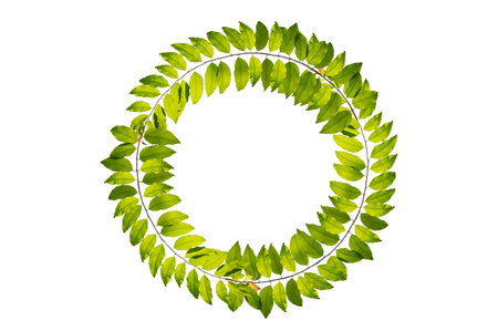 leaf vine circle isolates on a white backgroundの写真素材