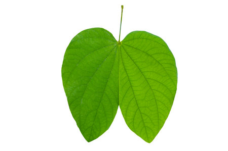Bauhinia purpurea, green purpurea leaves on white background, isolateの写真素材