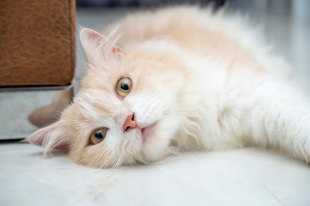 White and brown persian cat with a cute face.の写真素材