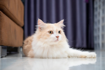 White and brown persian cat with a cute face.の写真素材