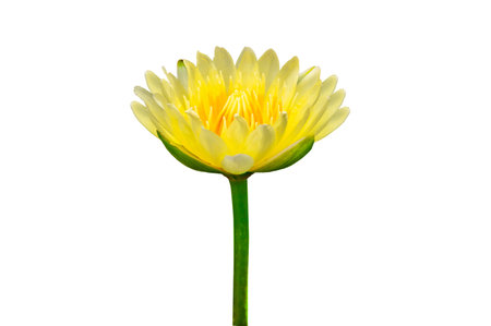Yellow lotus flower on white background. Isolateの写真素材