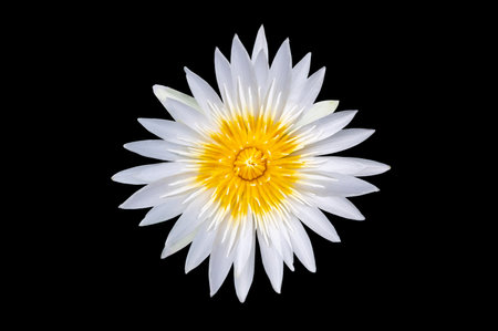 White lotus flower on black background. Isolateの写真素材