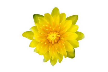 Yellow lotus flower on white background. Isolateの写真素材