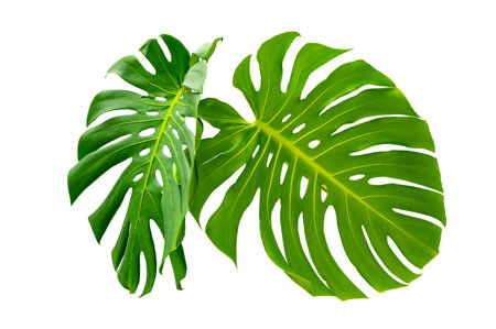 Monstera leaves leaves with Isolate on white background Leaves on whiteの写真素材