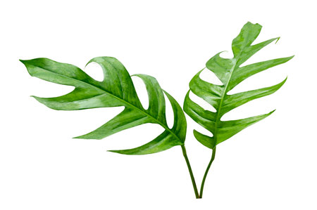 tropical jungle monstera leaves isolated on a white backgroundの写真素材