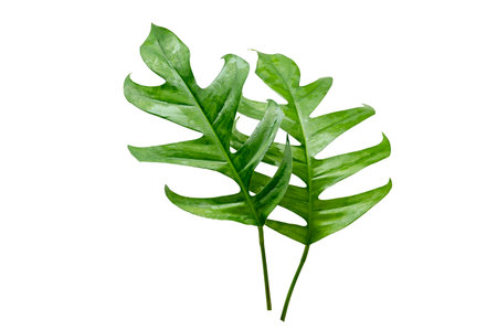 tropical jungle monstera leaves isolated on a white backgroundの写真素材