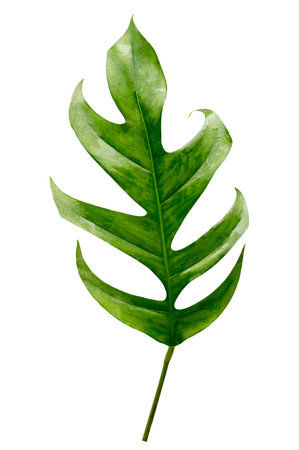 tropical jungle monstera leaves isolated on a white backgroundの写真素材