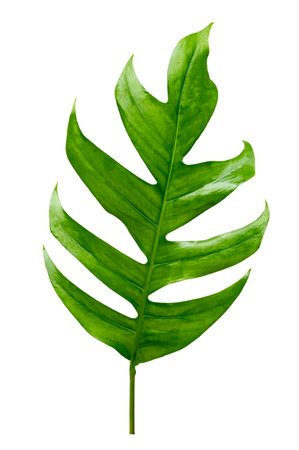 tropical jungle monstera leaves isolated on a white backgroundの写真素材