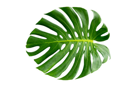 Monstera leaves leaves with Isolate on white background Leaves on whiteの写真素材