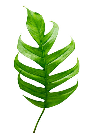 tropical jungle monstera leaves isolated on a white backgroundの写真素材