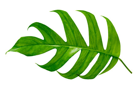 tropical jungle monstera leaves isolated on a white backgroundの写真素材
