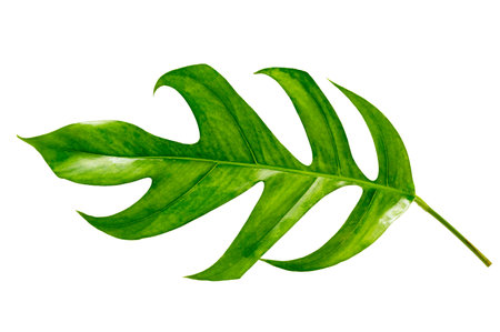 tropical jungle monstera leaves isolated on a white backgroundの写真素材