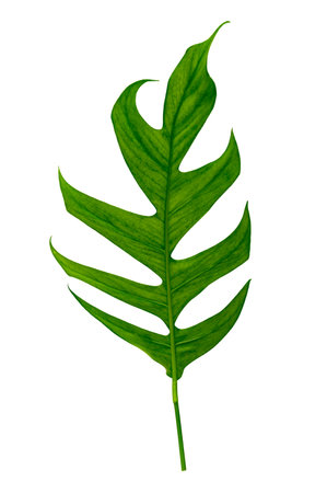 tropical jungle monstera leaves isolated on a white backgroundの写真素材