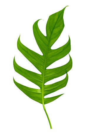 tropical jungle monstera leaves isolated on a white backgroundの写真素材