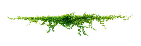leaf vine isolates on a white backgroundの写真素材