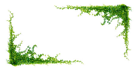 leaf vine isolates on a white backgroundの写真素材