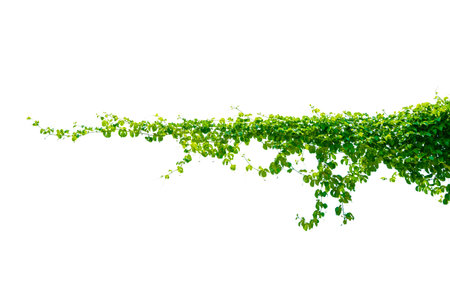 leaf vine isolates on a white backgroundの写真素材