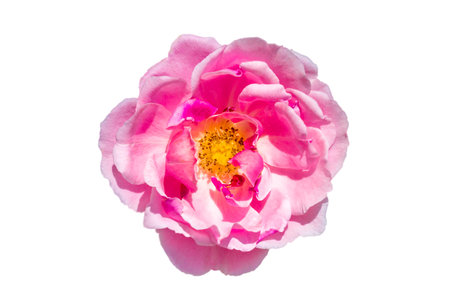 Bouquet of pink roses on a white background, isolateの写真素材