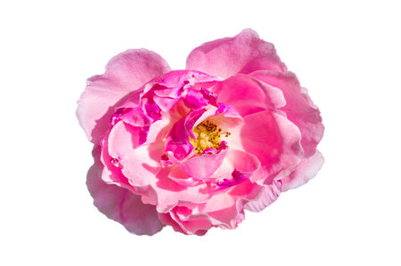 Bouquet of pink roses on a white background, isolateの写真素材