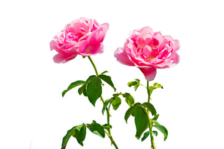 Bouquet of pink roses on a white background, isolateの写真素材