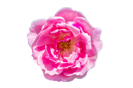 Bouquet of pink roses on a white background, isolateの写真素材