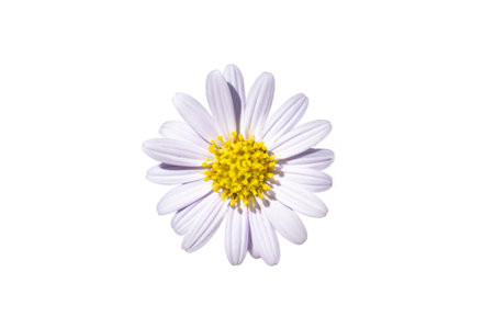 White daisy flower on a white background. Isolateの写真素材