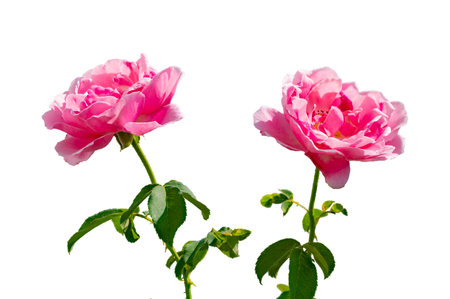 Bouquet of pink roses on a white background, isolateの写真素材