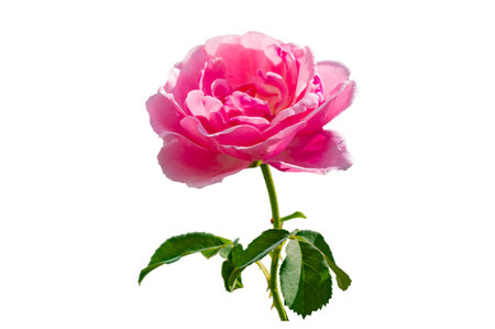 Bouquet of pink roses on a white background, isolateの写真素材