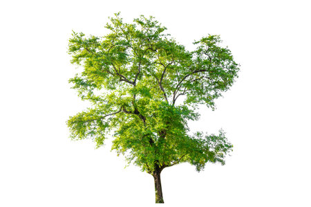 Isolated  trees on white backgroundの写真素材