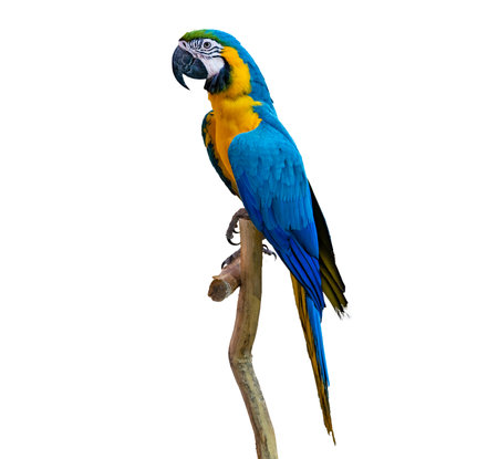 macaw parrot parakeet perching on branch on white background isolateの写真素材