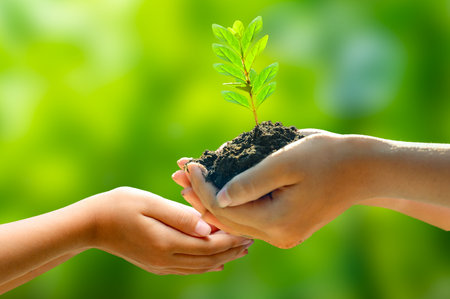 environment Earth Day In the hands of trees growing seedlings. Bokeh green Background Female hand holding tree on nature field grass Forest conservation conceptの写真素材