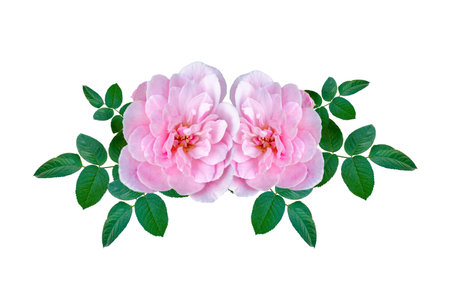 Bouquet of pink roses on white background. Isolateの写真素材
