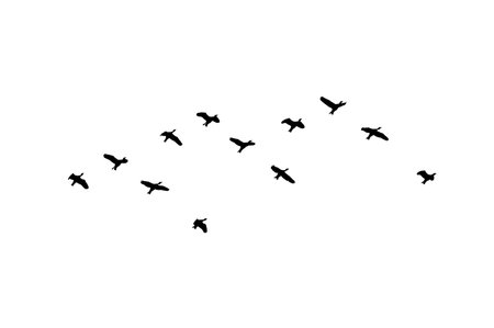 flock of birds backlit isolateの写真素材