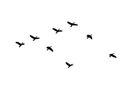 flock of birds backlit isolateの写真素材
