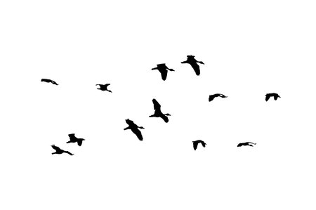 flock of birds backlit isolateの写真素材