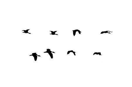 flock of birds backlit isolateの写真素材