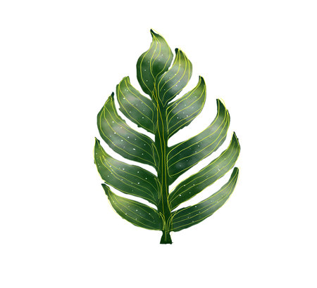 Monterra leaf Watercolor painting on white background. Isolateの写真素材