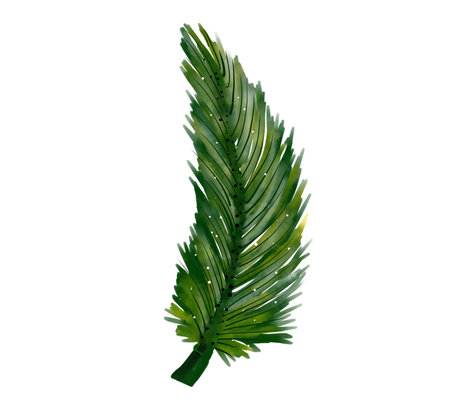 Palm leaves. Watercolor painting on white background.
Isolateの写真素材