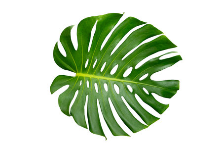 Monstera leaves leaves with Isolate on white background Leaves on whiteの写真素材