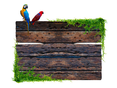 Dark brown antique plank frame background with tropical leaves and vines climbing the edge of the plank and perched on a macaw. Isolateの写真素材