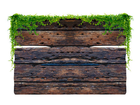 Dark brown antique plank frame background with tropical leaves and climbing vines on the edge of the plank.の写真素材