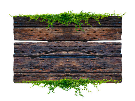 Dark brown antique plank frame background with tropical leaves and climbing vines on the edge of the plank.の写真素材